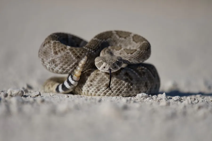 Ilustrasi mimpi dikejar ular — brown and black snake on white sand
