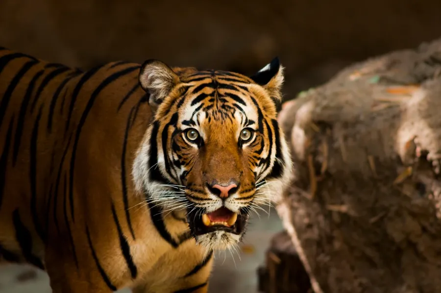 Ilustrasi mimpi diserang harimau — photography of lion