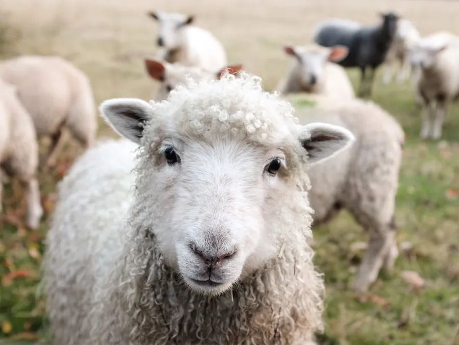 Ilustrasi mimpi domba — white sheep on green grass during daytime