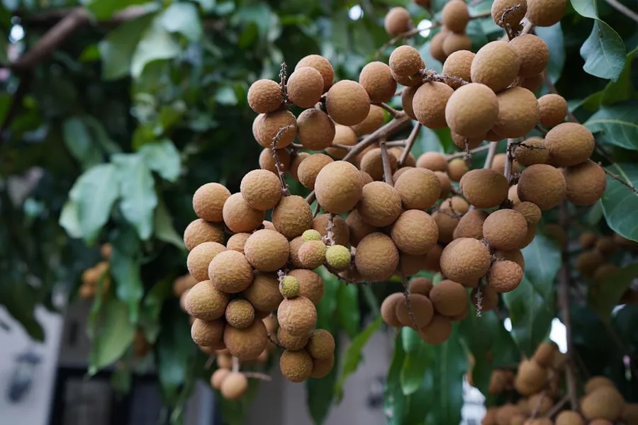 Ilustrasi mimpi duku — A bunch of fruit hanging from a tree