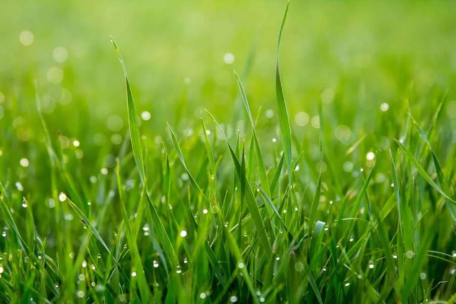 Ilustrasi mimpi embun pagi — close photo of green grass