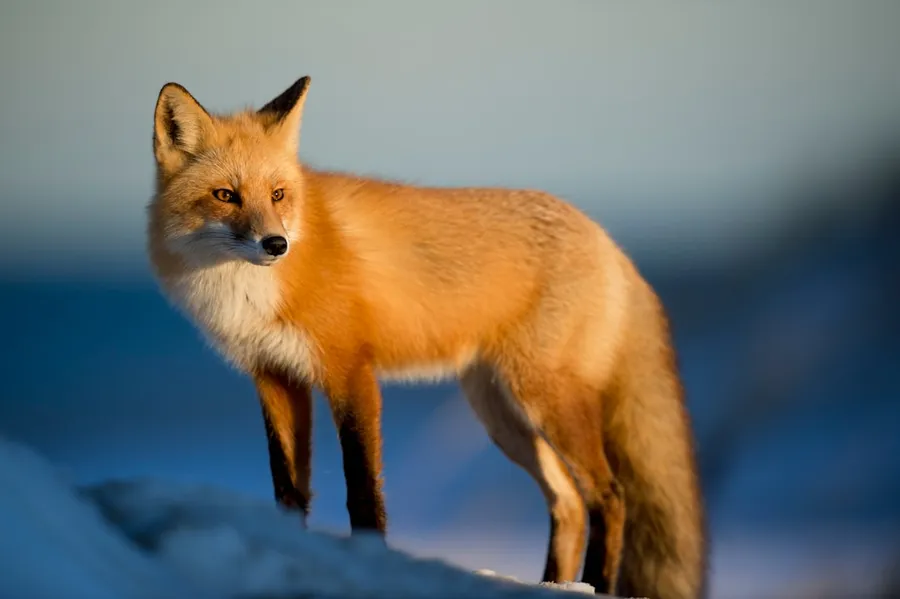 Ilustrasi mimpi fauna — brown fox on snow field