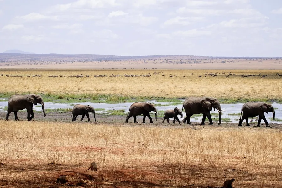 Ilustrasi mimpi gajah — herd of gray elephants