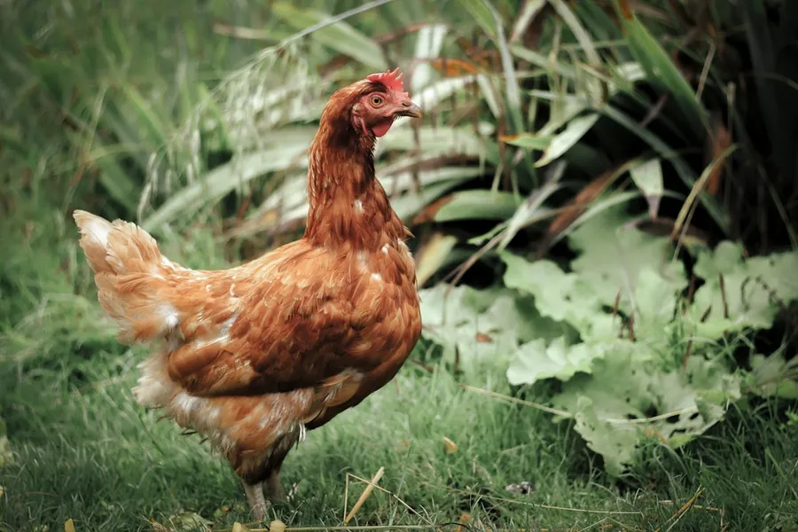 Ilustrasi mimpi gembala ayam — a brown chicken standing on top of a lush green field
