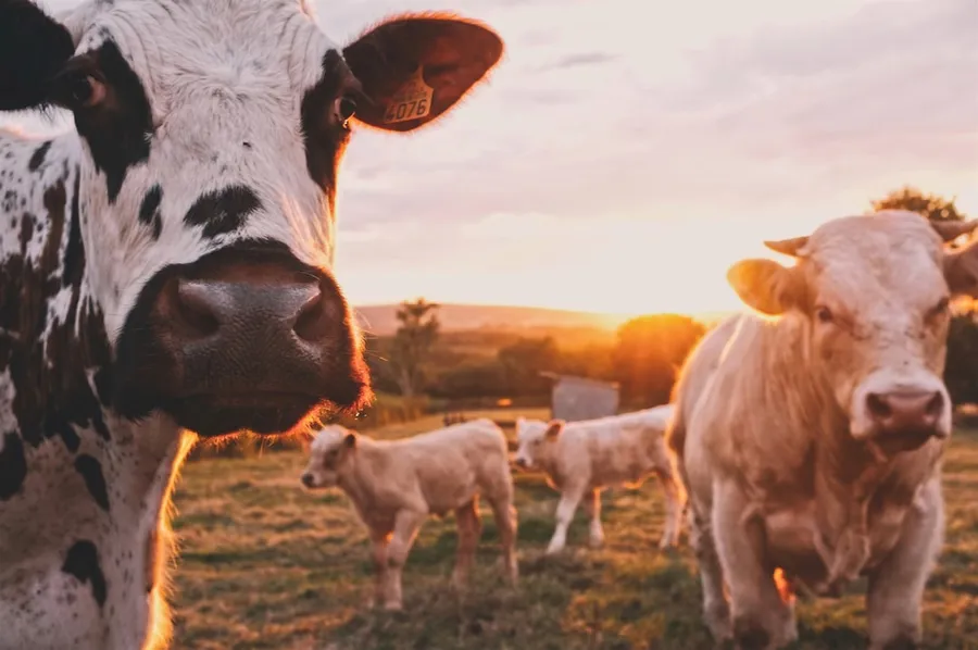 Ilustrasi mimpi gembala — a herd of cows standing on top of a lush green field