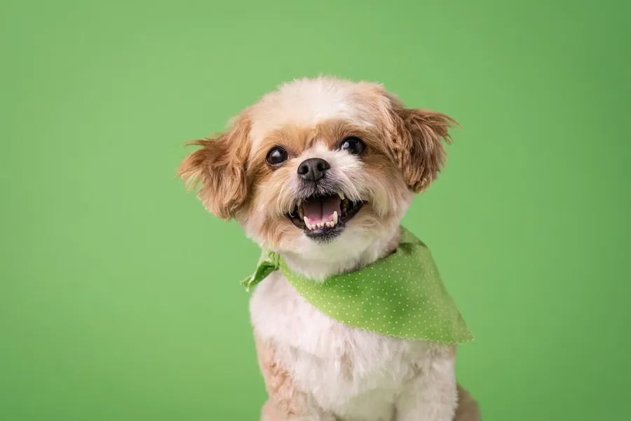 Ilustrasi mimpi gigi anjing — a small brown and white dog wearing a green bandana