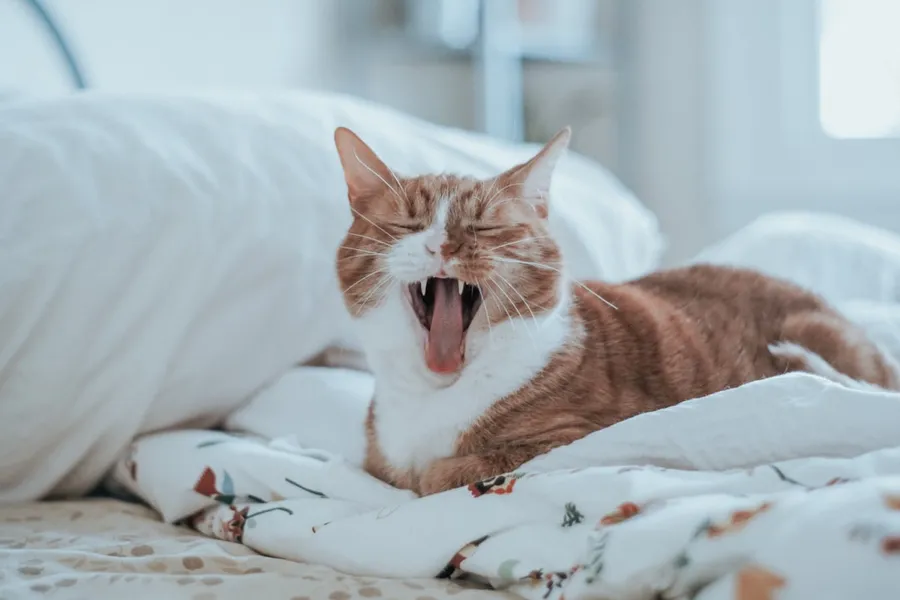 Ilustrasi mimpi gigi kucing — tan and white cat on white bedspread