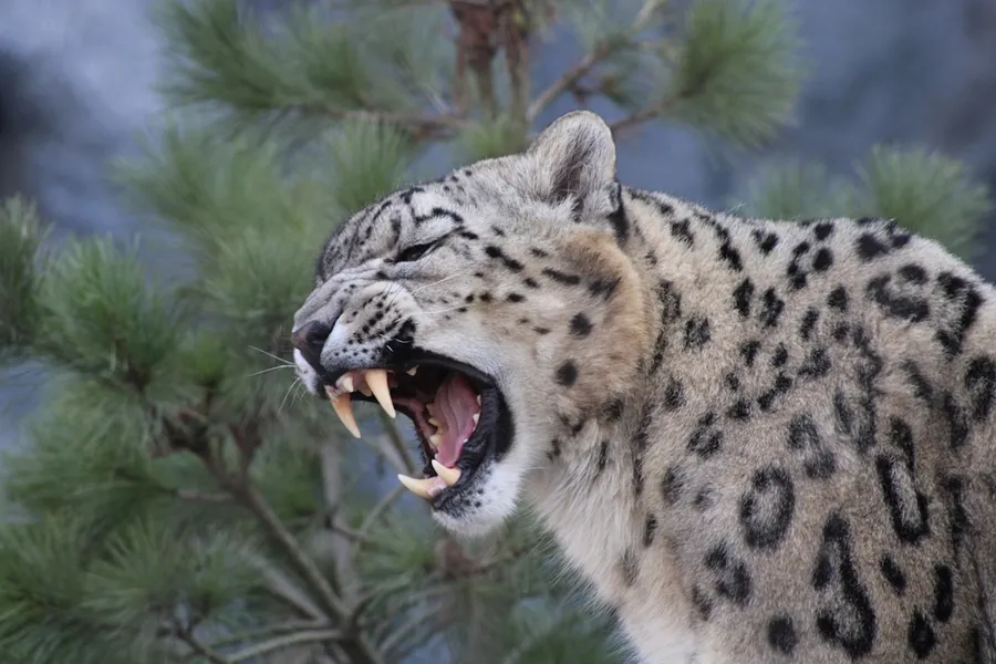 Ilustrasi mimpi gigi maca — a cheetah with its mouth open