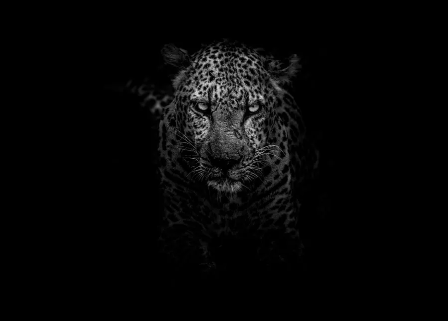 Ilustrasi mimpi harimau hitam — grayscale photo of leopard