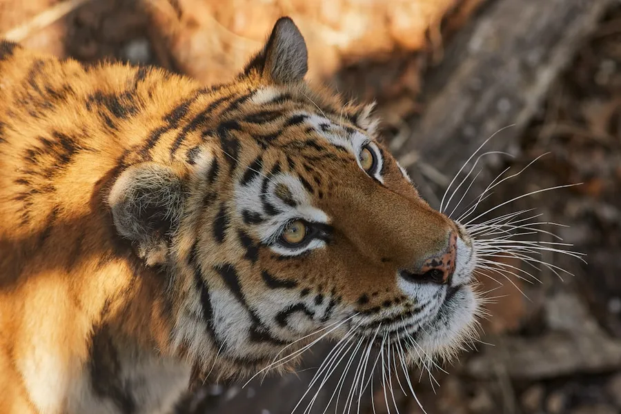 Ilustrasi mimpi harimau kuning — brown white and black tiger