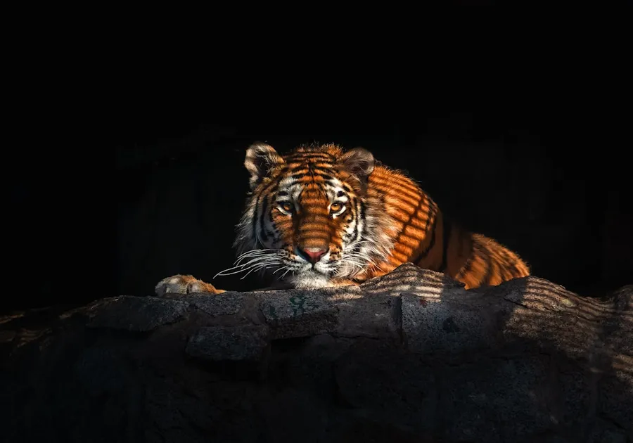 Ilustrasi mimpi harimau merah — a tiger lying on a rock
