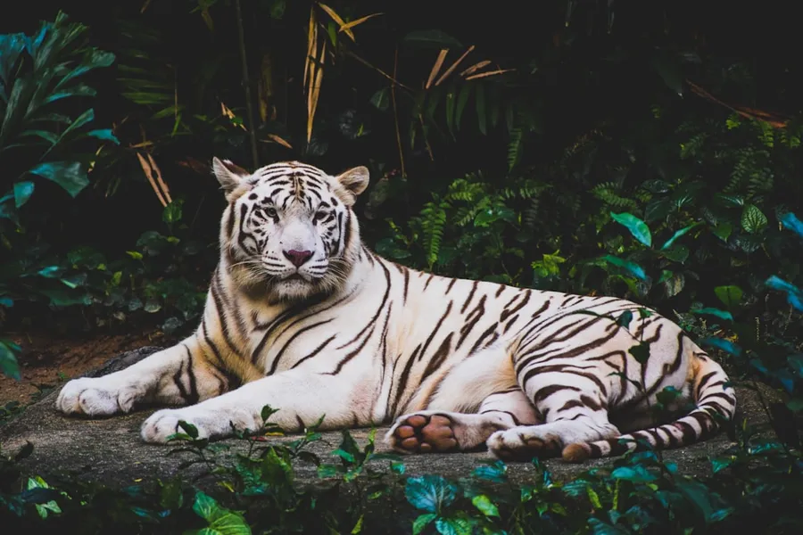 Ilustrasi mimpi harimau putih — albino tiger lying on ground at nighttime