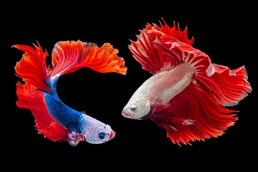 Ilustrasi mimpi ikan arwana — two Siamese fighting fishes