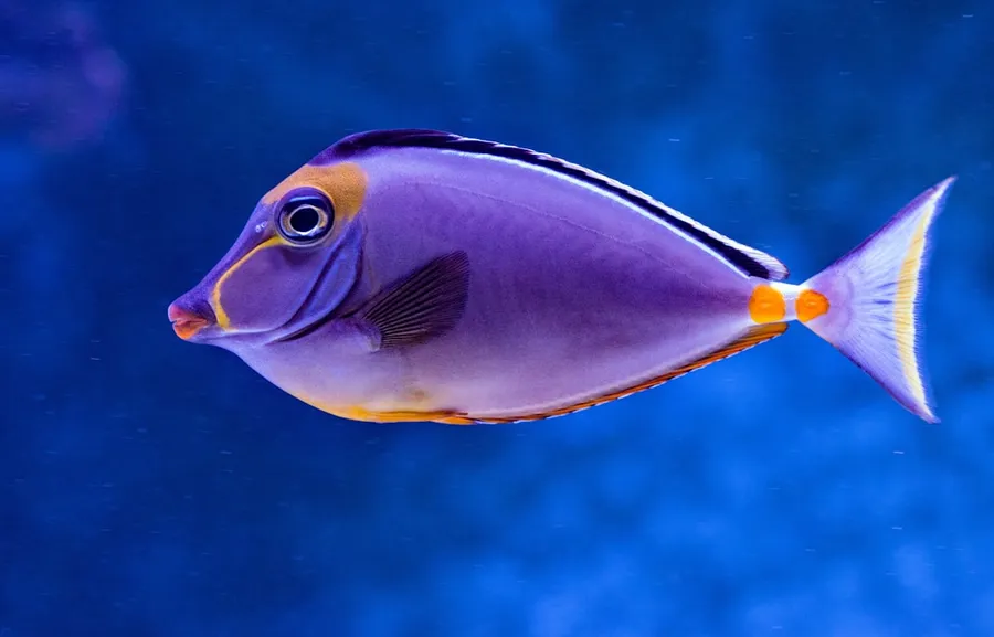 Ilustrasi mimpi ikan beracun — blue and orange tang fish