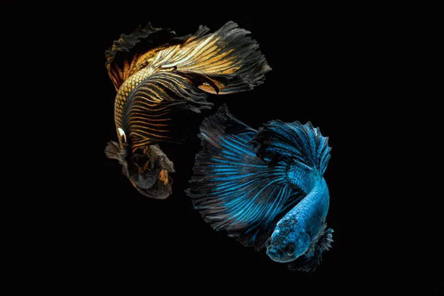 Ilustrasi mimpi ikan berlaga — blue and brown dragon illustration