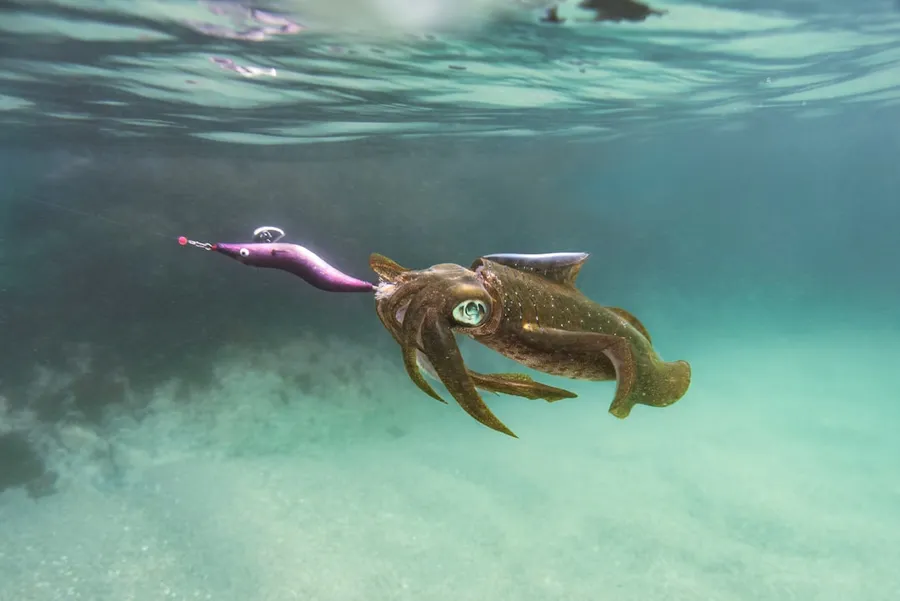 Ilustrasi mimpi cumi-cumi (besar) — an octopus is holding a toy in its mouth