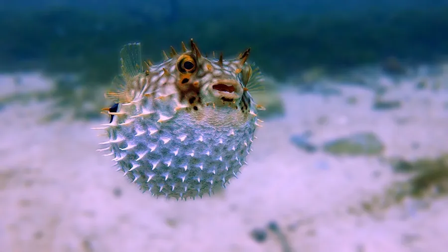 Ilustrasi mimpi ikan duri — white and brown fish in close up photography