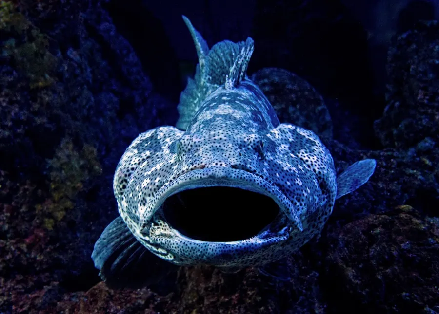 Ilustrasi mimpi ikan gabus — close-up photography of blue fish