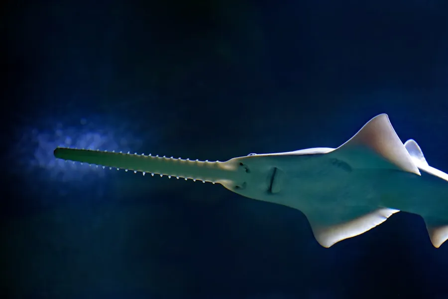 Ilustrasi mimpi ikan gergaji — sawfish illustration
