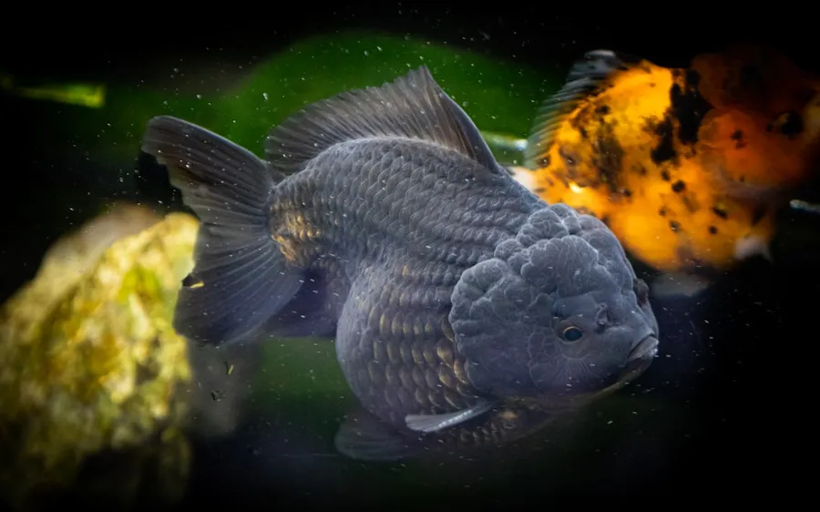 Ilustrasi mimpi ikan hitam — orange and white fish in water