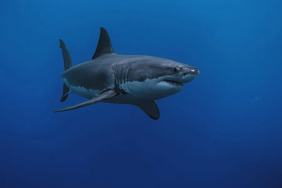 Ilustrasi mimpi ikan hiu — a great white shark swimming in the ocean