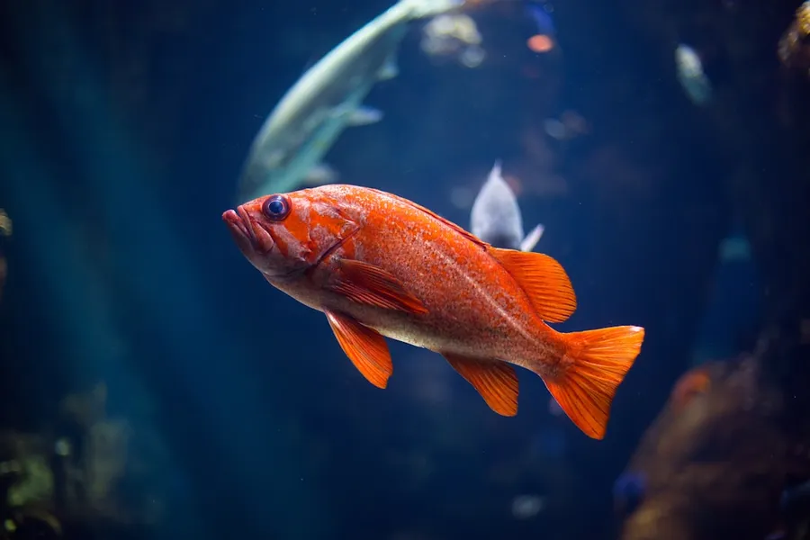 Ilustrasi mimpi ikan kakap — underwater photography of red fish