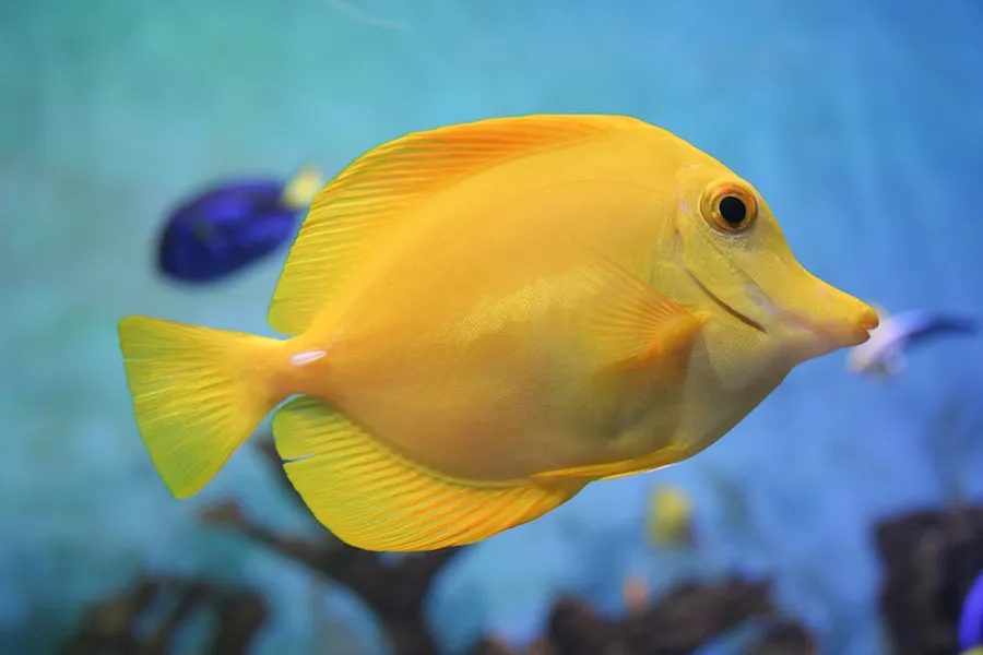 Ilustrasi mimpi ikan kuning — a yellow fish is swimming in an aquarium
