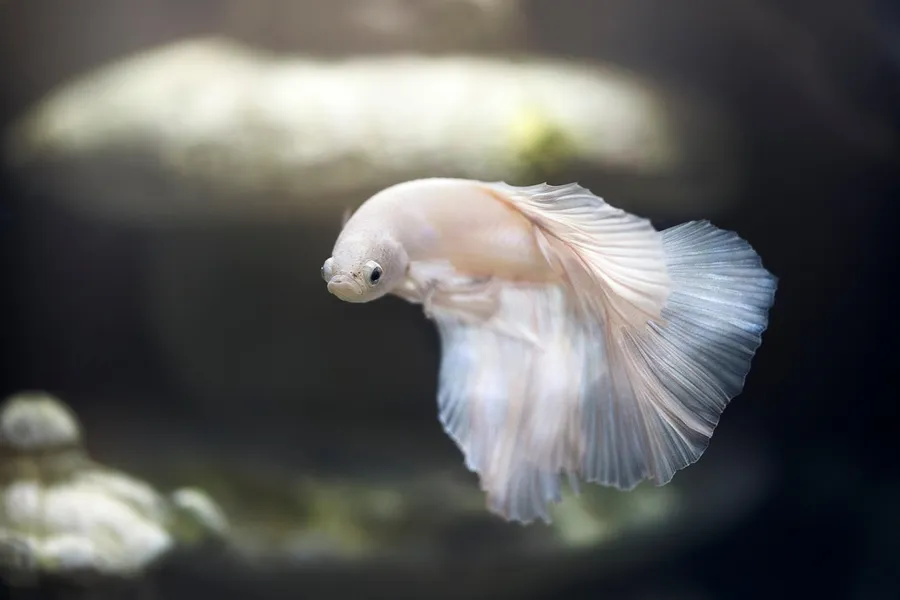 Ilustrasi mimpi ikan layur — aquarium, fish, pet, betta, siamese fighting fish, animal world, swimming, nature, water, underwater, swim, tank, fish tank
