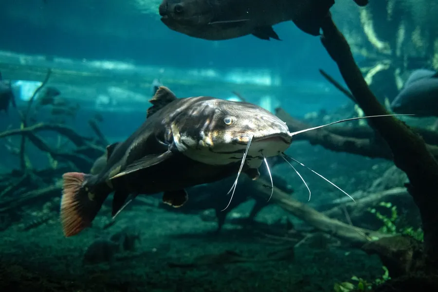 Ilustrasi mimpi ikan lele — A fish that is swimming in some water