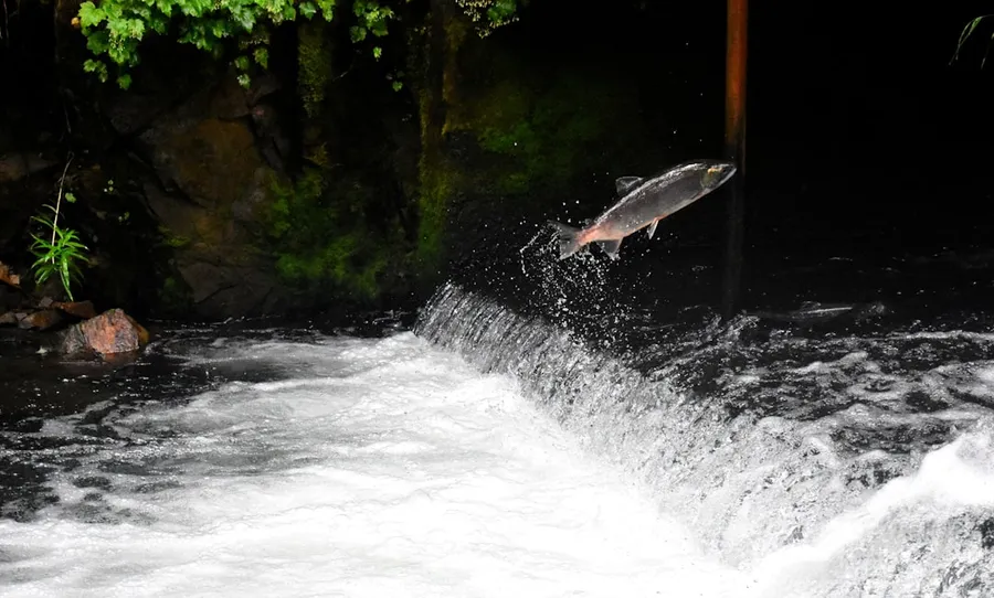 Ilustrasi mimpi ikan loncat — gray fish jumping over body of water surrounded with plants
