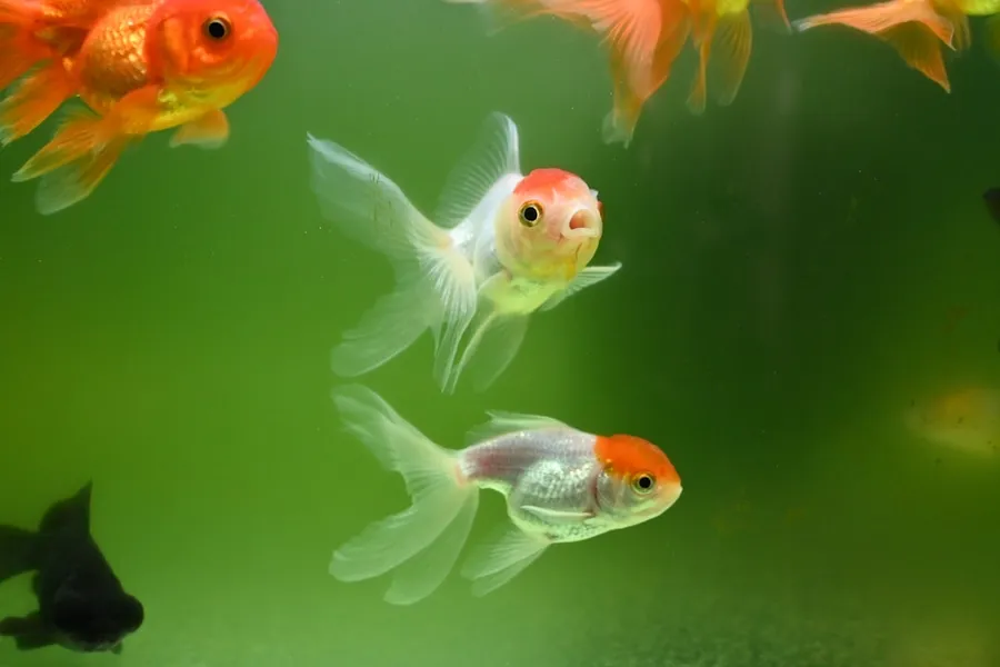 Ilustrasi mimpi ikan mas — a group of goldfish swimming in an aquarium