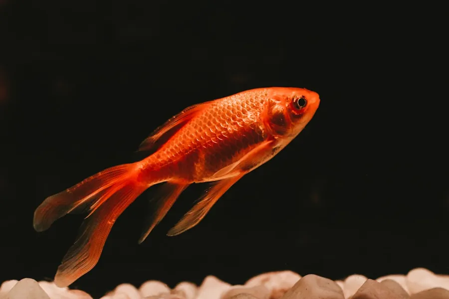 Ilustrasi mimpi ikan merah — orange and white koi fish