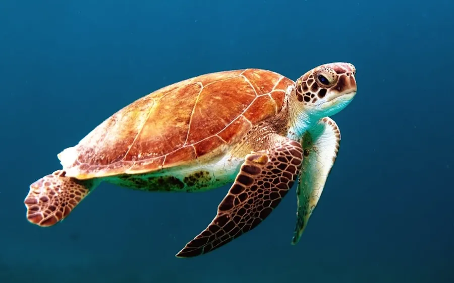 Ilustrasi mimpi ikan nus — brown turtle swimming underwater