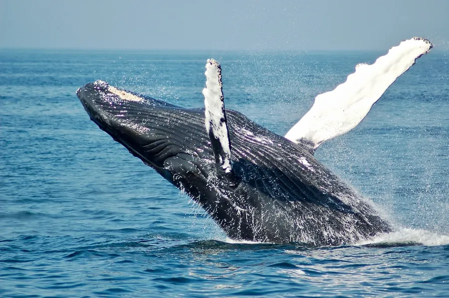 Ilustrasi mimpi ikan paus — blue whale on sea
