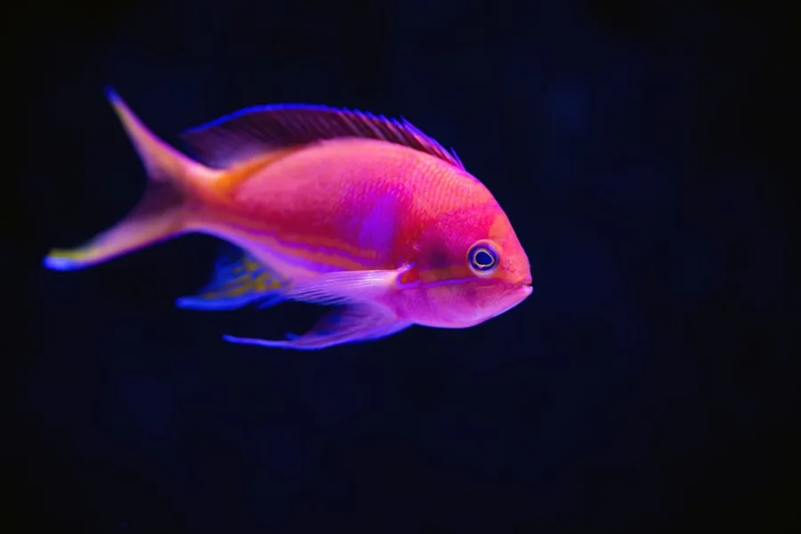 Ilustrasi mimpi ikan suro — close up photography of red fish