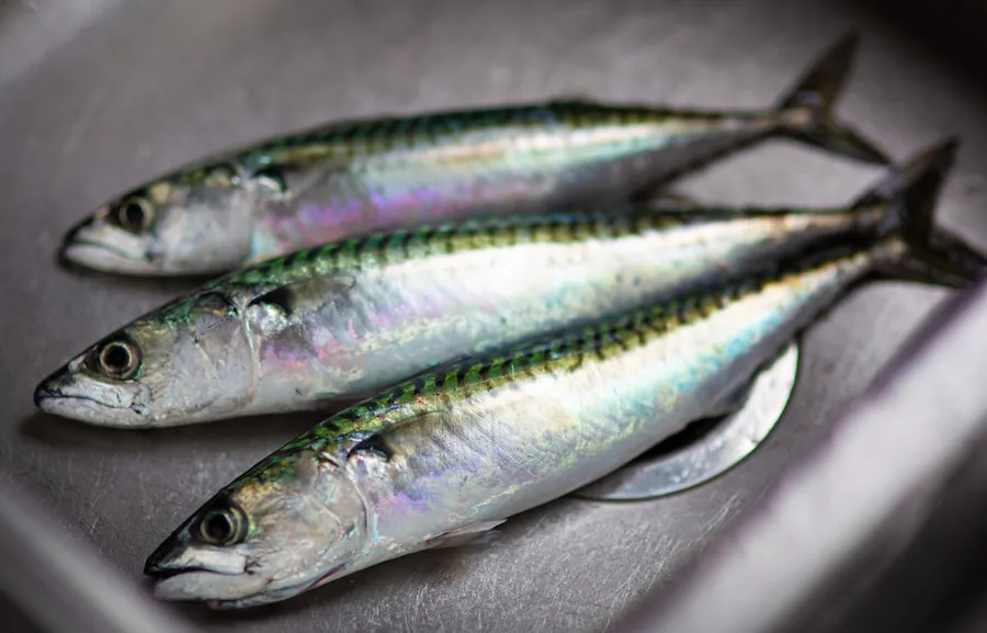 Ilustrasi mimpi ikan tengiri — shallow focus photo of fish on stainless steel surface