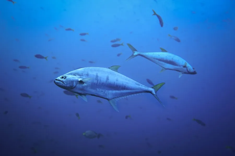 Ilustrasi mimpi ikan tongkol — a school of fishes