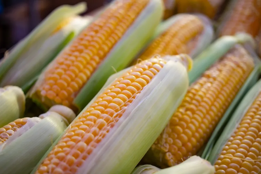 Ilustrasi mimpi jagung — a close up of corn on the cob