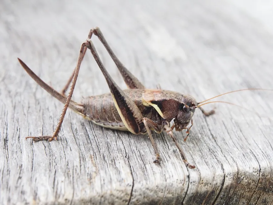 Ilustrasi mimpi jangkrik — grasshopper on wooden surface