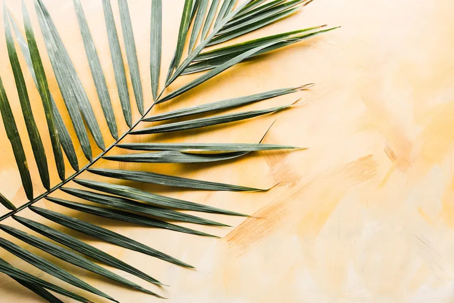 Ilustrasi mimpi janur aren — palm leaf