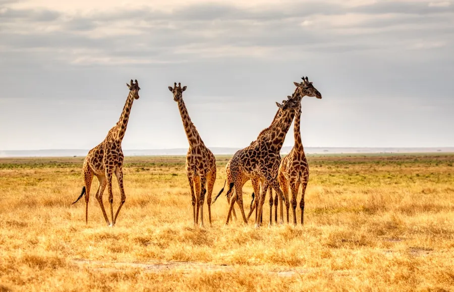 Ilustrasi mimpi jerapah — three giraffes on brown grass field during daytime