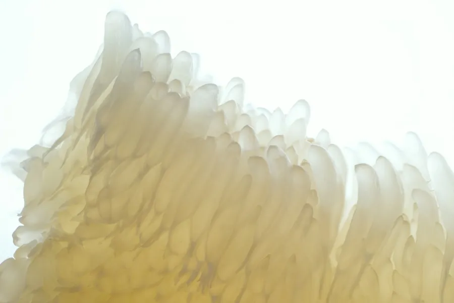 Ilustrasi mimpi jeruk bali — white and beige icicles