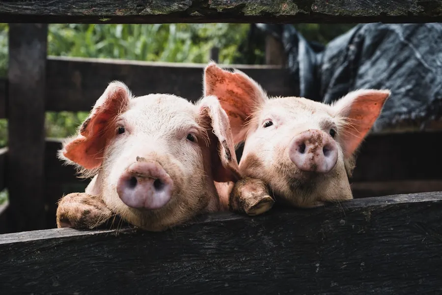 Ilustrasi mimpi jual babi — a couple of pigs that are laying down