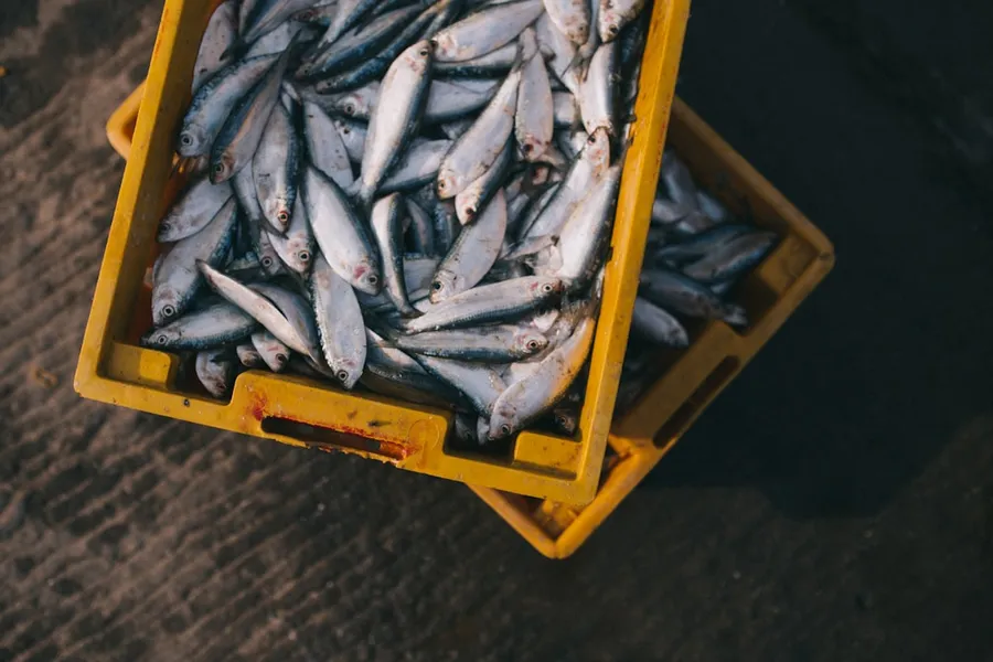 Ilustrasi mimpi jual ikan — gray fish lot