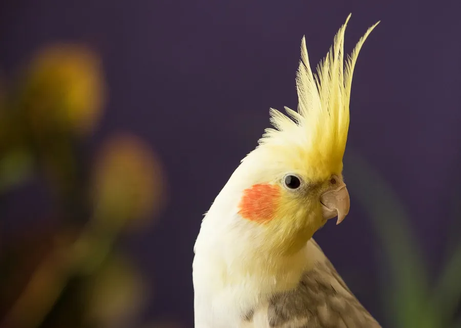 Ilustrasi mimpi burung kakak tua — selective focus photography of yellow cockatiel