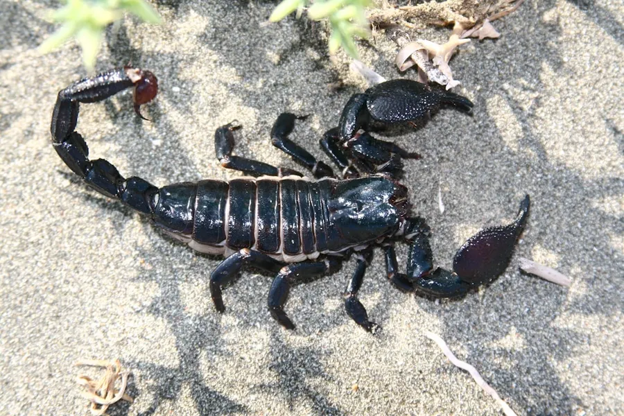 Ilustrasi mimpi kalajengking — a scorpion crawling on the sand in the sun