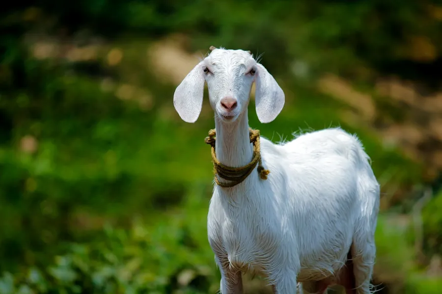 Ilustrasi mimpi kambing — selective focus photography of white goat