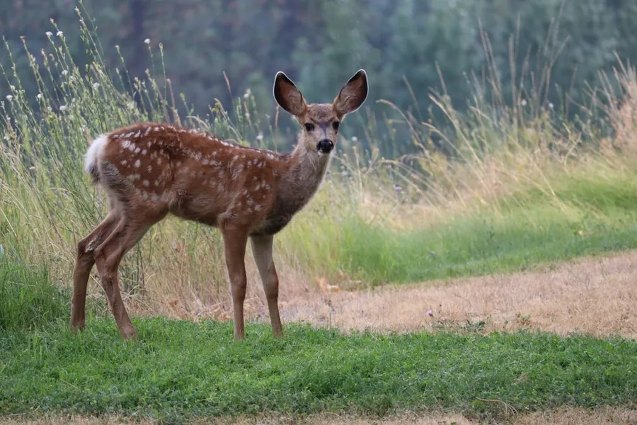 Ilustrasi mimpi kancil — brown deer standing on green grass field