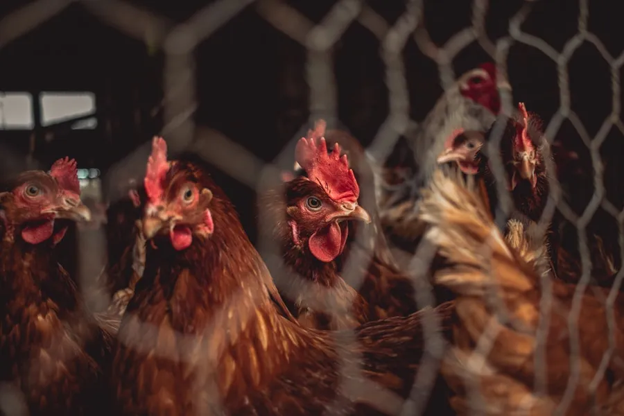Ilustrasi mimpi kandang ayam — brown and red rooster in cage