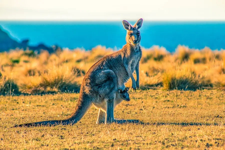 Ilustrasi mimpi kangguru — kangaroo with joey on grass field during day